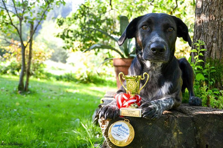 Ergebnisse und Fotos vom Dogfrisbee Fun Turnier am 1. Hundetag Korneuburg 2015